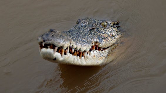 S1 E7 Crocs & Christmas in Darwin