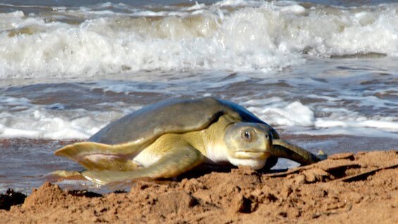 S1 E9 Flatback Turtles